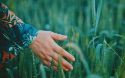 Ayurveda für Anfänger: Sanfter Einstieg in das tiefe Wissen